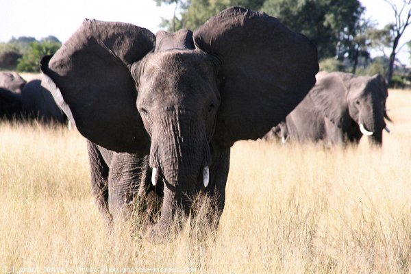 Photo d'Elphant d'afrique