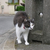 Photo de Chat domestique