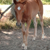 Photo de Trotteur franais