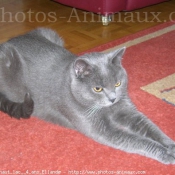 Photo de Chartreux