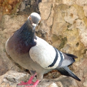 Photo de Pigeon