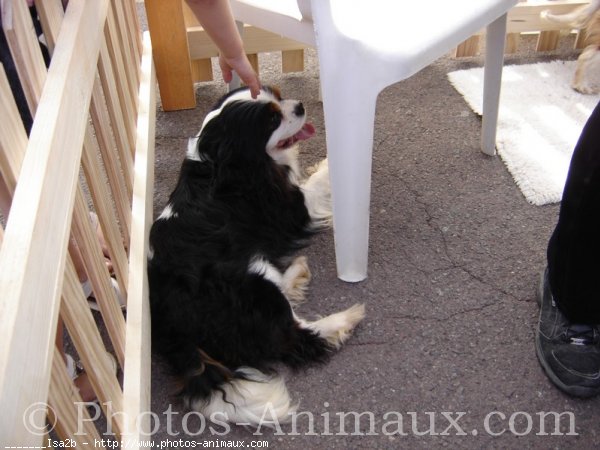 Photo de Cavalier king charles spaniel