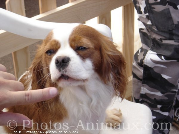 Photo de Cavalier king charles spaniel