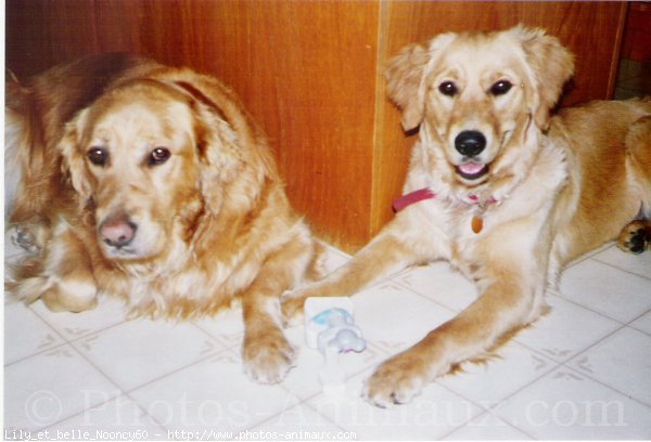 Photo de Golden retriever