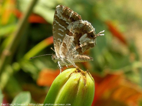 Photo de Papillon