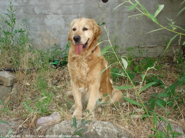 Photo de Golden retriever