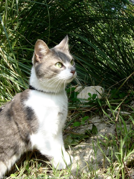 Photo de Chat domestique