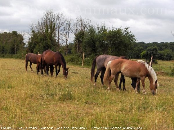 Photo de Races diffrentes