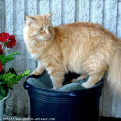 Photo de Chat domestique