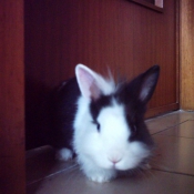 Photo de Lapin