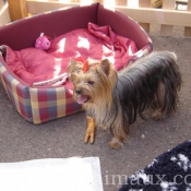 Photo de Yorkshire terrier