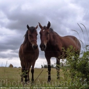 Photo de Races diffrentes