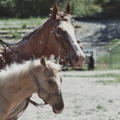 Photo de Races diffrentes