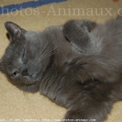 Photo de Chartreux