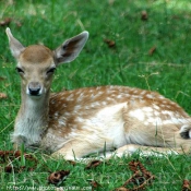 Photo de Biche