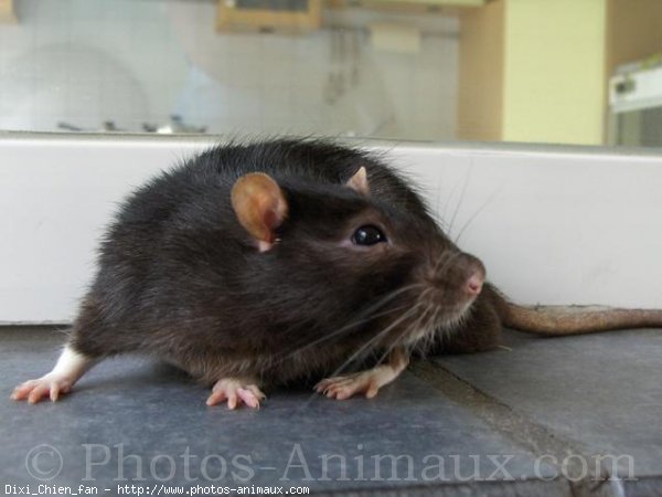 Photo de Rat