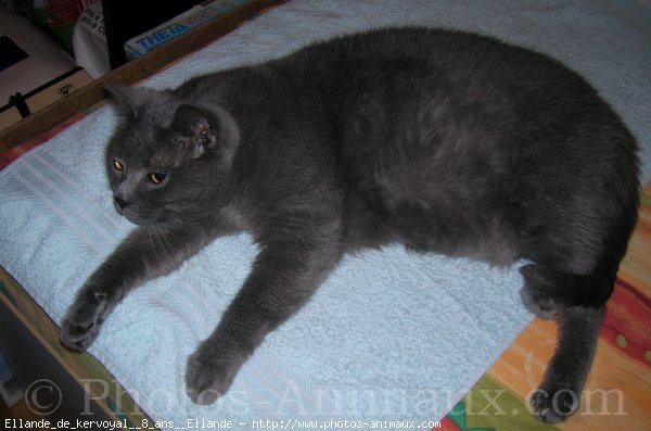 Photo de Chartreux