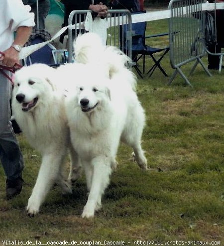 Photo de Chien de montagne des pyrnes