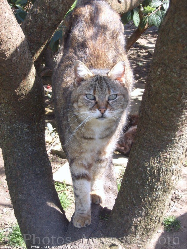 Photo de Chat domestique