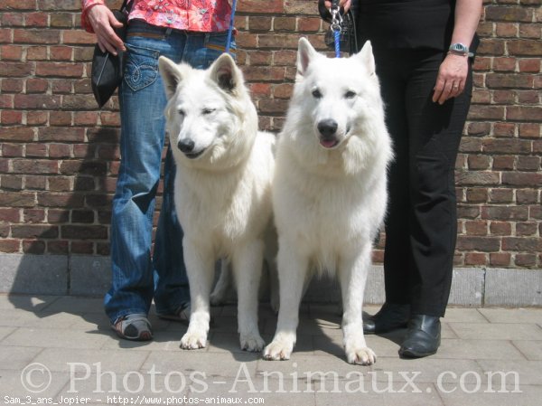 Photo de Berger blanc suisse