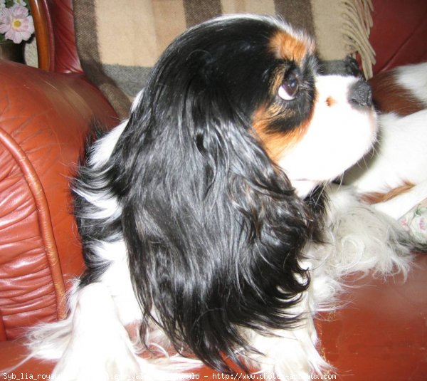 Photo de Cavalier king charles spaniel