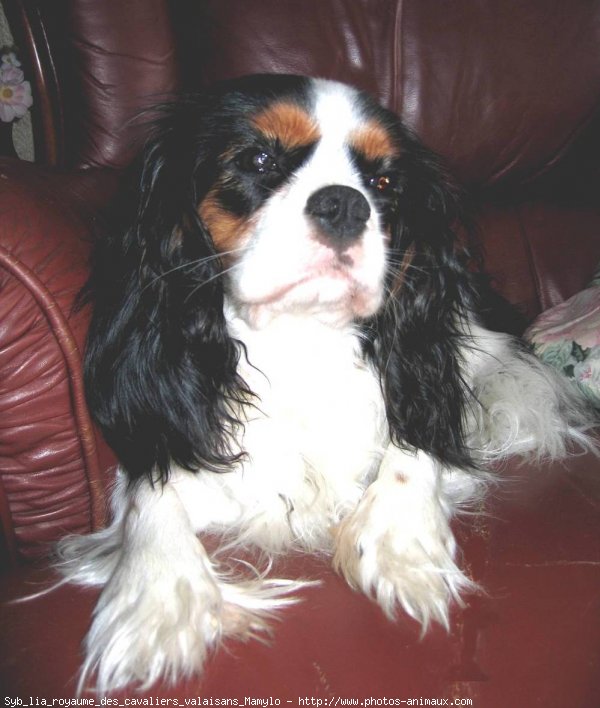 Photo de Cavalier king charles spaniel