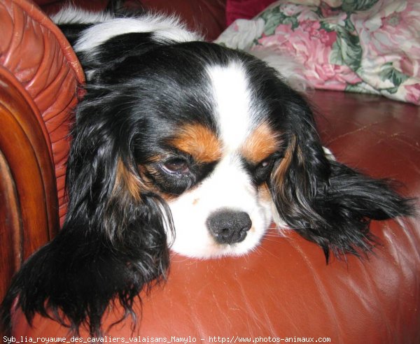 Photo de Cavalier king charles spaniel