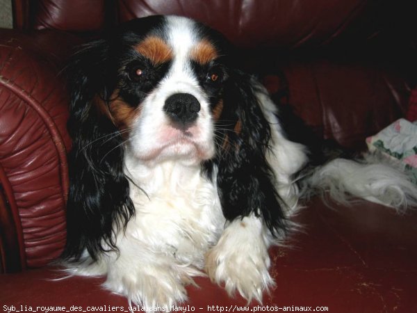 Photo de Cavalier king charles spaniel