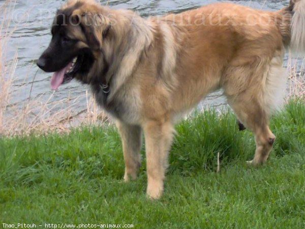 Photo de Leonberg