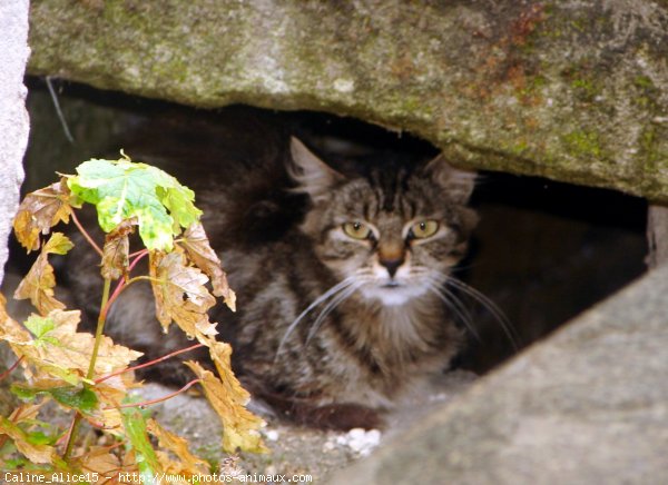 Photo de Chat domestique