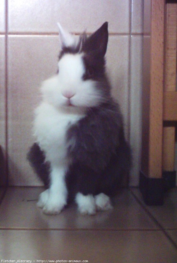 Photo de Lapin