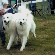 Photo de Chien de montagne des pyrnes