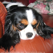 Photo de Cavalier king charles spaniel