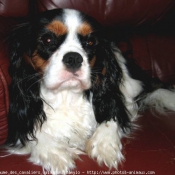 Photo de Cavalier king charles spaniel