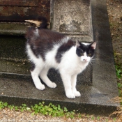 Photo de Chat domestique