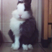 Photo de Lapin