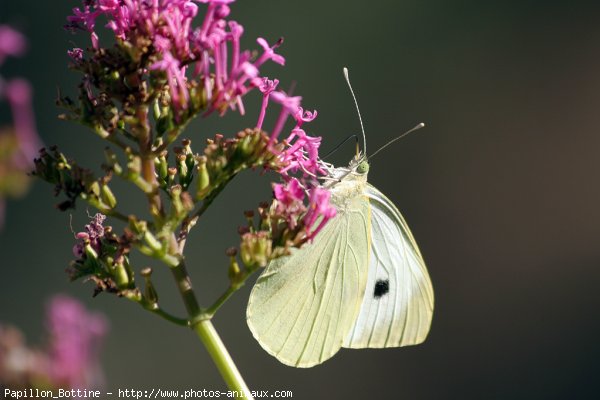 Photo de Papillon