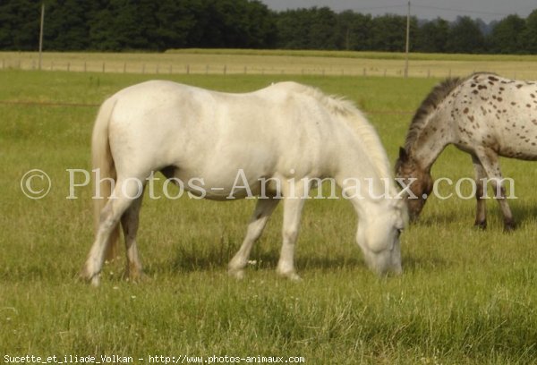 Photo de Races diffrentes