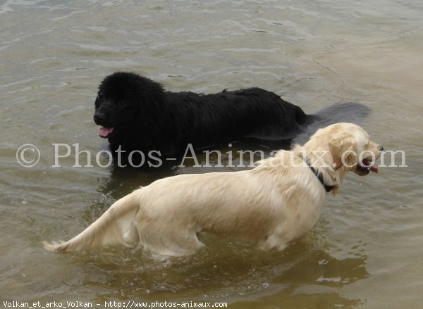 Photo de Races diffrentes