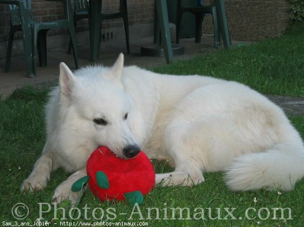 Photo de Berger blanc suisse