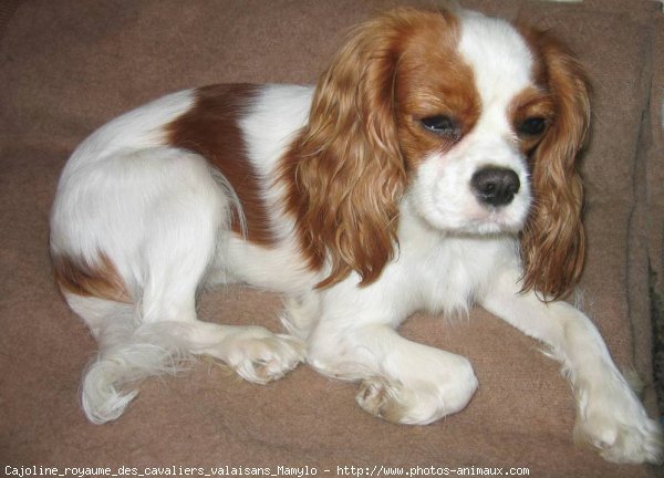 Photo de Cavalier king charles spaniel