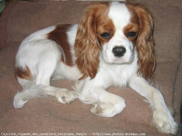 Photo de Cavalier king charles spaniel