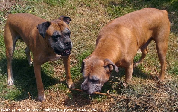 Photo de Boxer