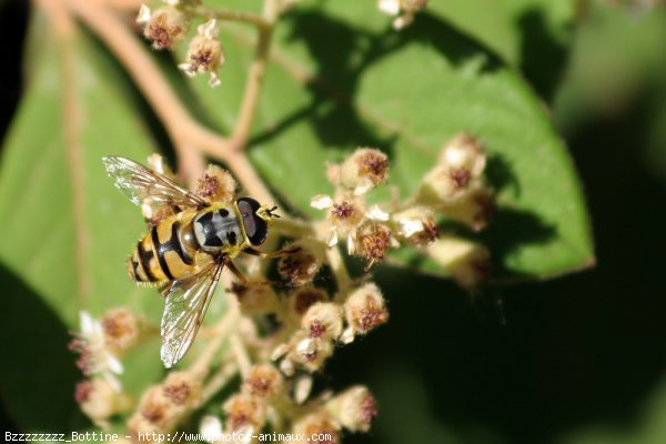 Photo de Mouche