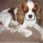 Photo de Cavalier king charles spaniel