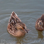 Photo de Canard