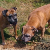 Photo de Boxer