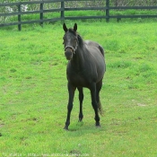 Photo de Races diffrentes