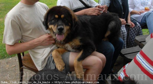 Photo de Dogue du tibet