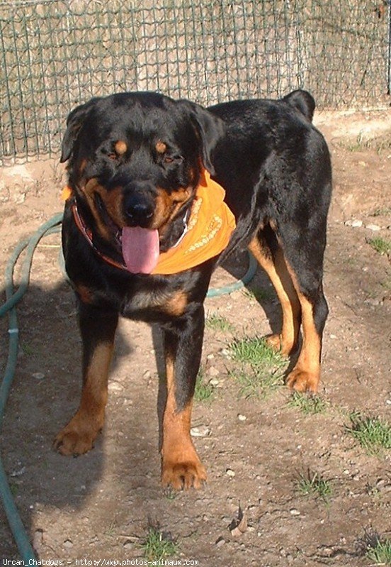 Photo de Rottweiler